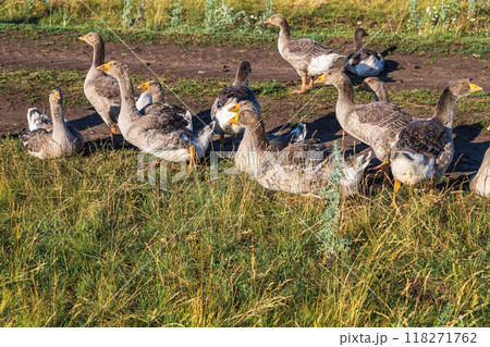 Domestic gray geese on a meadow. Gray Geese in the grass, domestic bird, flock of geese 118271762