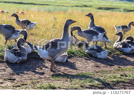Domestic gray geese on a meadow. Gray Geese in the grass, domestic bird, flock of geese 118271767