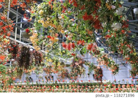 なばなの里　里の夏あかり　ベゴニア ナイト カーニバル 118271896