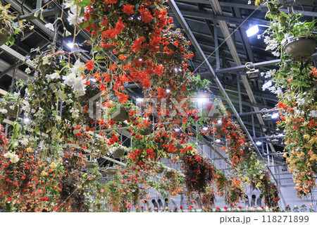 なばなの里　里の夏あかり　ベゴニア ナイト カーニバル 118271899