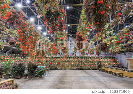 なばなの里 里の夏あかり ベゴニア ナイト カーニバル なばなの里 里の夏あかり ベゴニア ナイト カーニバル 118271909