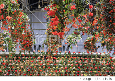 なばなの里　里の夏あかり　ベゴニア ナイト カーニバル 118271910