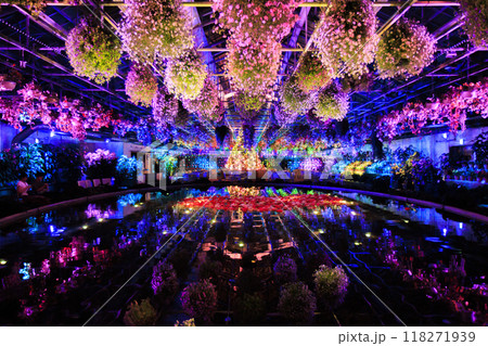 なばなの里　里の夏あかり　ベゴニア ナイト カーニバル 118271939