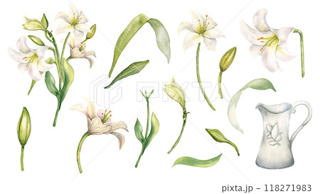White flowers lily and jug watercolor illustration isolated. Easter floral set in pastel tones hand drawn. Lily, stem, bud and leaves painted in botanical sketch. Element for wedding invitation. 118271983