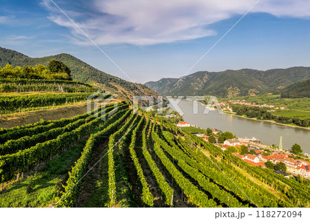 Wachau Valley with green vineyards in Spitz village above Danube river, Lower Austria, Austria. 118272094