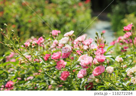 ぎふワールド・ローズガーデン 118272284