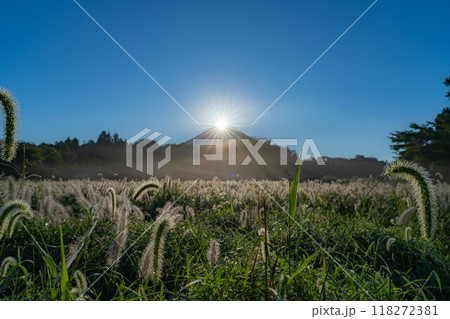 【ダイヤモンド富士】初秋の朝霧高原・猪之頭地区から見るチカラシバとダイヤモンド富士【静岡県】 【ダイヤモンド富士】初秋の朝霧高原・猪之頭地区から見るチカラシバとダイヤモンド富士【静岡県】 118272381