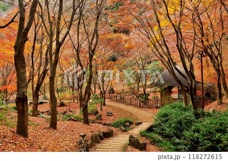 神奈川県立七沢森林公園 せせらぎ広場の寸草亭と紅葉 神奈川県立七沢森林公園 せせらぎ広場の寸草亭と紅葉 118272615