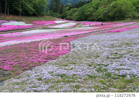 羊山公園の芝桜 羊山公園の芝桜 118272676