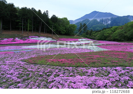 羊山公園の芝桜 118272688