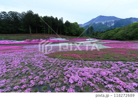 羊山公園の芝桜 118272689