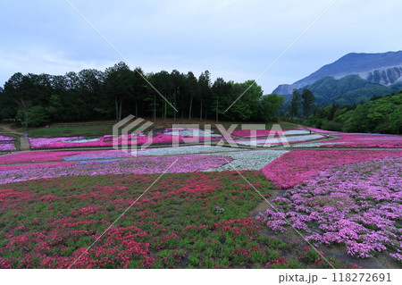 羊山公園の芝桜 118272691