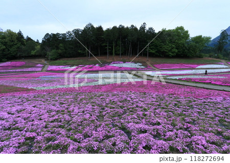 羊山公園の芝桜 羊山公園の芝桜 118272694
