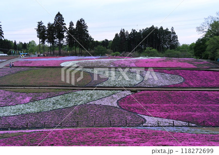 羊山公園の芝桜 羊山公園の芝桜 118272699