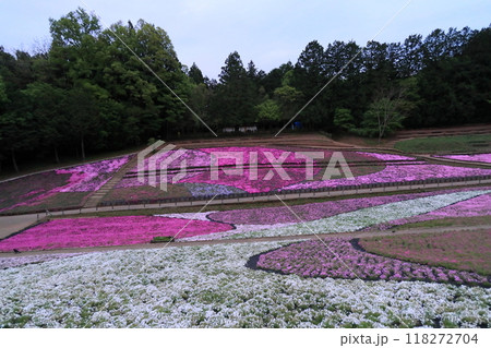 羊山公園の芝桜 118272704