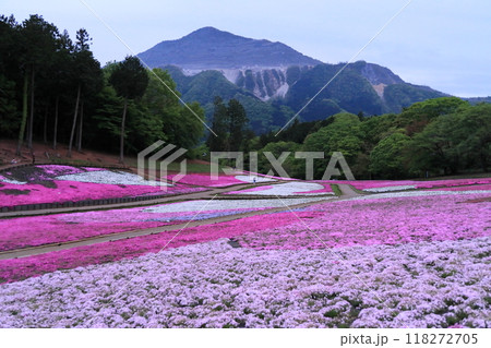 羊山公園の芝桜 羊山公園の芝桜 118272705