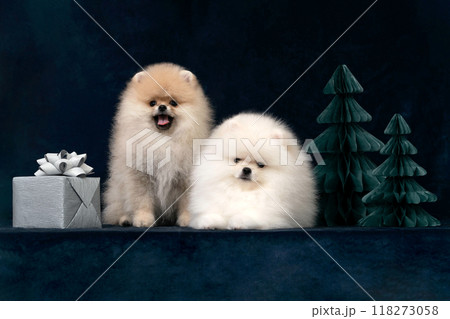 Two puppy on Dark Christmas Background with Trees and Holiday Gift Two puppy on Dark Christmas Background with Trees and Holiday Gift 118273058