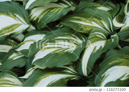Beautiful vibrant hosta plant close up. Green leaves. Hosta flowers in the garden after rain Beautiful vibrant hosta plant close up. Green leaves. Hosta flowers in the garden after rain 118273100