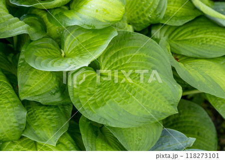 Light green hosta leaves. hostas, plantain lilies or giboshi. 118273101