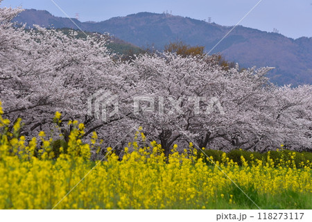菜の花の堤防に咲く桜 菜の花の堤防に咲く桜 118273117