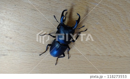 机上のコクワガタのオス 机上のコクワガタのオス 118273553