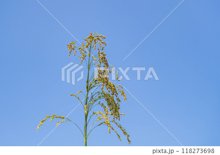 夏の青空ときびの穂 夏の青空ときびの穂 118273698