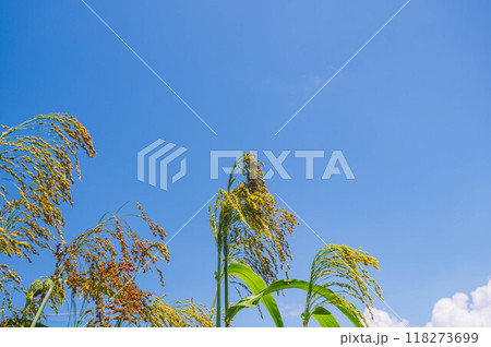 垂れ下がるキビの穂 118273699