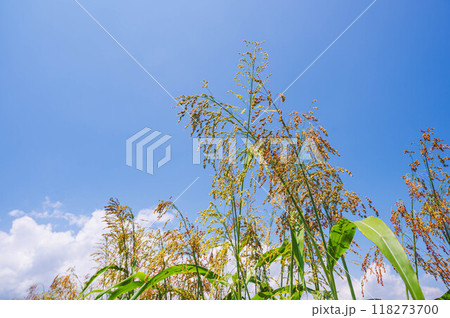 垂れ下がるキビの穂 118273700