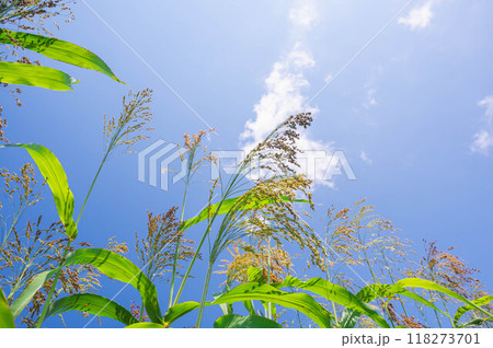 夏の日差しを受けるキビ 118273701