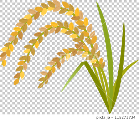 水稻 水稻 118273734