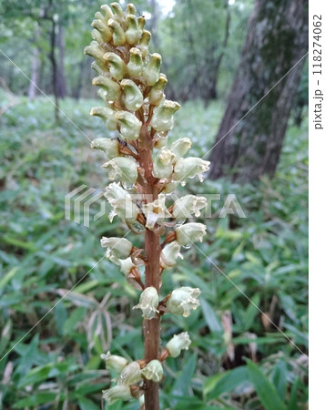 露に濡れるオニノヤガラ 118274062