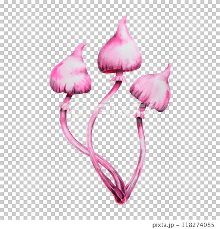 Pink poisonous mushroom. Galerina marginata, Watercolor hand drawn illustration. Clip art for Halloween cards, fairy tales, book, prints. Attribute of witches' sabbath, esotericism, magical forest 118274085