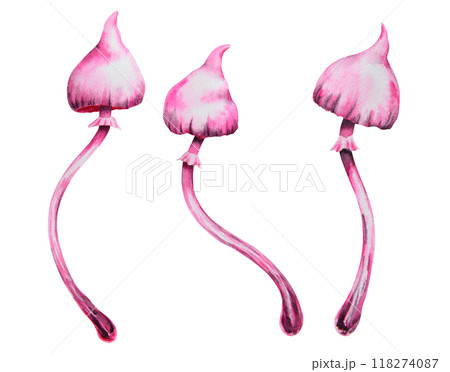 Pink poisonous mushroom. Galerina marginata, Watercolor hand drawn illustration. Clip art for Halloween cards, fairy tales, book, prints. Attribute of witches' sabbath, esotericism, magical forest Pink poisonous mushroom. Galerina marginata, Watercolor hand drawn illustration. Clip art for Halloween cards, fairy tales, book, prints. Attribute of witches' sabbath, esotericism, magical forest 118274087