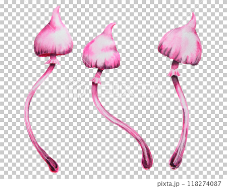 Pink poisonous mushroom. Galerina marginata, Watercolor hand drawn illustration. Clip art for Halloween cards, fairy tales, book, prints. Attribute of witches' sabbath, esotericism, magical forest 118274087