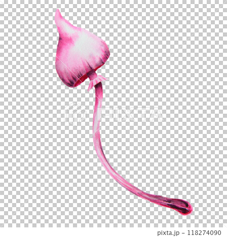 Pink poisonous mushroom. Galerina marginata, Watercolor hand drawn illustration. Clip art for Halloween cards, fairy tales, book, prints. Attribute of witches' sabbath, esotericism, magical forest 118274090