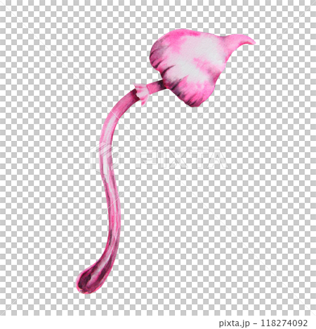 Pink poisonous mushroom. Galerina marginata, Watercolor hand drawn illustration. Clip art for Halloween cards, fairy tales, book, prints. Attribute of witches' sabbath, esotericism, magical forest 118274092