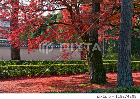 紅葉のある風景　落ち紅葉と紅葉 118274209