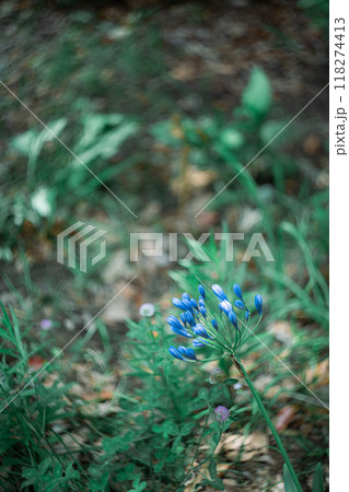 青い花の蕾 青い花の蕾 118274413