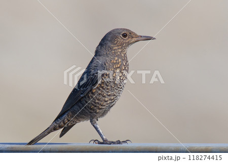イソヒヨドリ幼鳥 118274415