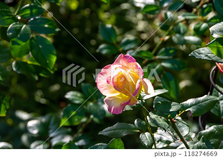 黄色とピンクの可愛いバラ 黄色とピンクの可愛いバラ 118274669