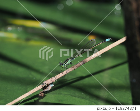 アオモンイトトンボのオス アオモンイトトンボのオス 118274871