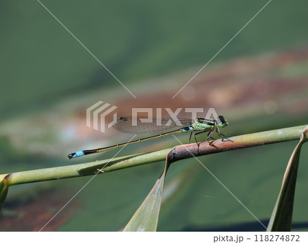 アオモンイトトンボのオス アオモンイトトンボのオス 118274872