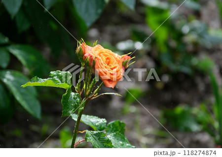 orange rose in the rain rose flower on background blurry pink roses flower in the garden of flowers. Rain drops orange rose orange rose in the rain rose flower on background blurry pink roses flower in the garden of flowers. Rain drops orange rose 118274874