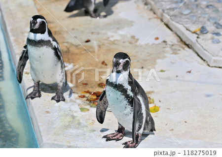 ペンギン（フンボルトペンギン）　ヒノトントンZOO 　(羽村市動物公園） 118275019