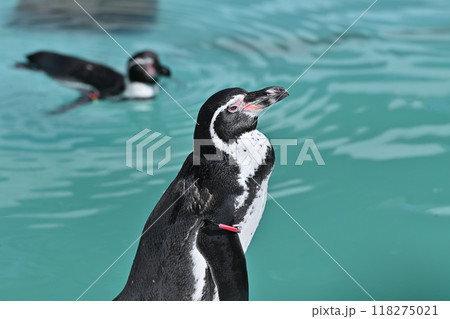 ペンギン（フンボルトペンギン）横顔のアップ　ヒノトントンZOO 　(羽村市動物公園） 118275021