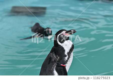 ペンギン（フンボルトペンギン）横顔のアップ　ヒノトントンZOO 　(羽村市動物公園） 118275023