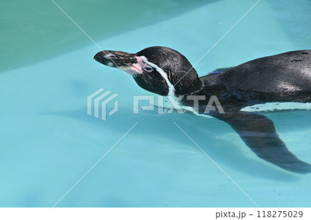 泳ぐペンギンのアップ（フンボルトペンギン）　ヒノトントンZOO 　(羽村市動物公園） 118275029