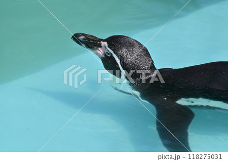 泳ぐペンギンのアップ（フンボルトペンギン）　ヒノトントンZOO 　(羽村市動物公園） 118275031