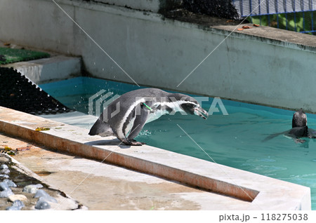 プールに飛び込むペンギン（フンボルトペンギン）　ヒノトントンZOO 　(羽村市動物公園） 118275038