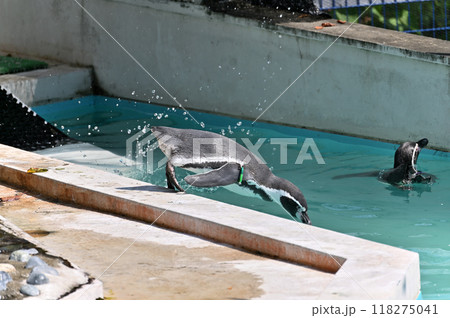 プールに飛び込むペンギン（フンボルトペンギン）　ヒノトントンZOO 　(羽村市動物公園） 118275041